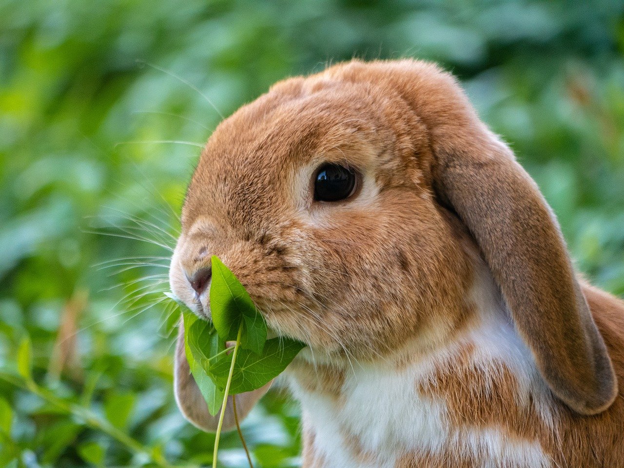 Podstawowe informacje o rozmnażaniu królików