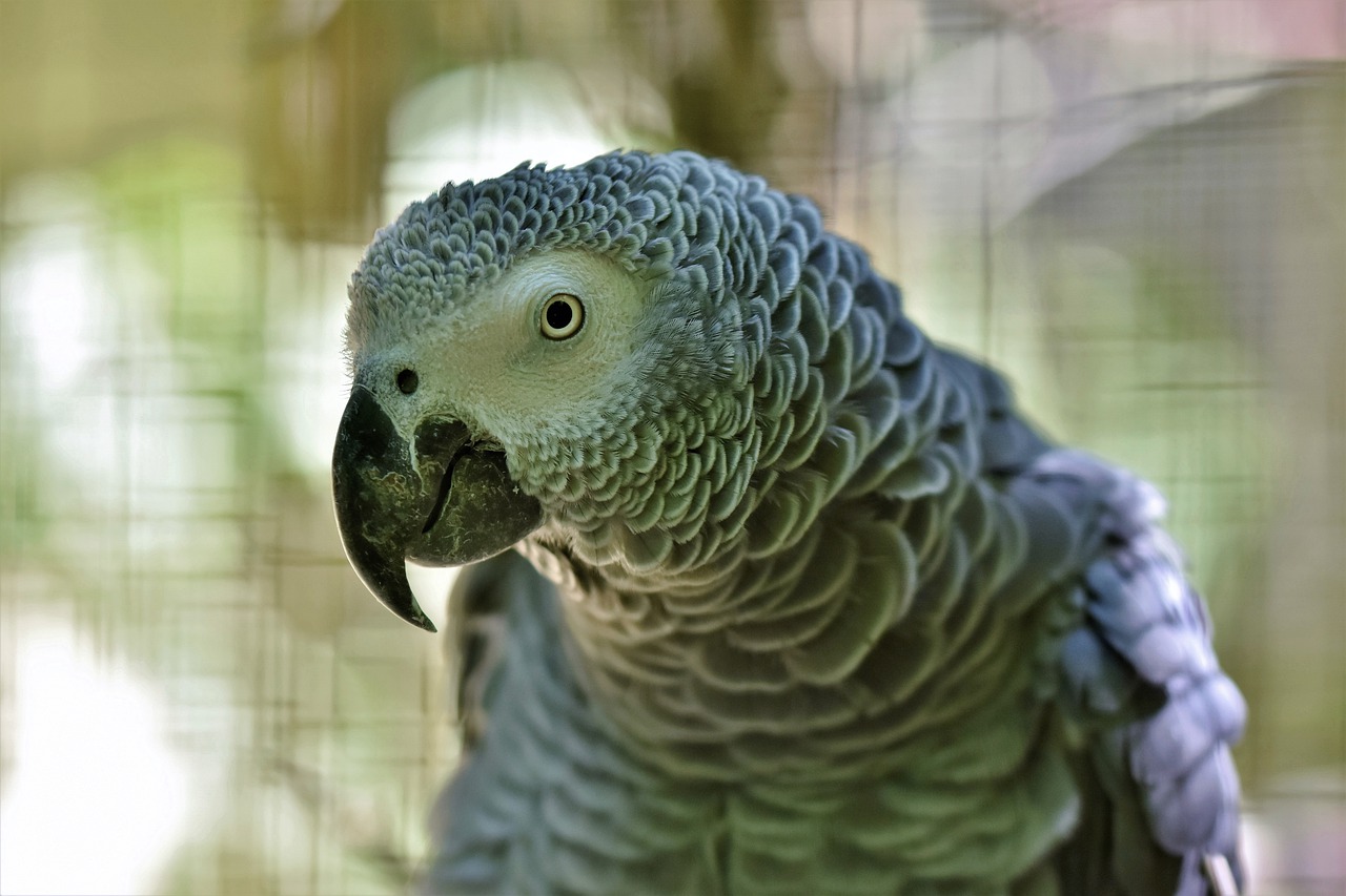 Z jakim wydatkiem trzeba się liczyć przy zakupie papugi?